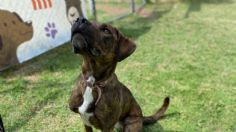 El CTC del Metro invita a pasear perritos para cumplir con trabajo comunitario por fotocívicas