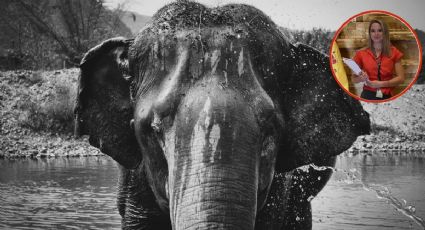 Elefante mata a turista mientras lo bañaba en un santuario en Tailandia