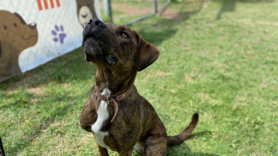 55 perros de la CDMX buscan un hogar