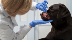 Descubre cuáles son los riesgos de hacerle una limpieza dental a tu perro