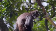 Aumentan el precio en el Cañón del Sumidero: ¿cuánto costará entrar al área natural de Chiapas?