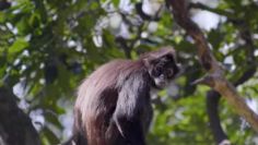 Aumentan el precio en el Cañón del Sumidero: ¿cuánto costará entrar al área natural de Chiapas?