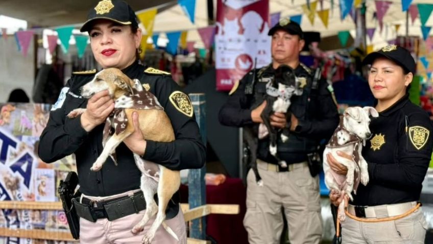 En 2024, la Brigada de Vigilancia Animal de la SSC rescató a 137 perros y 127 gatos