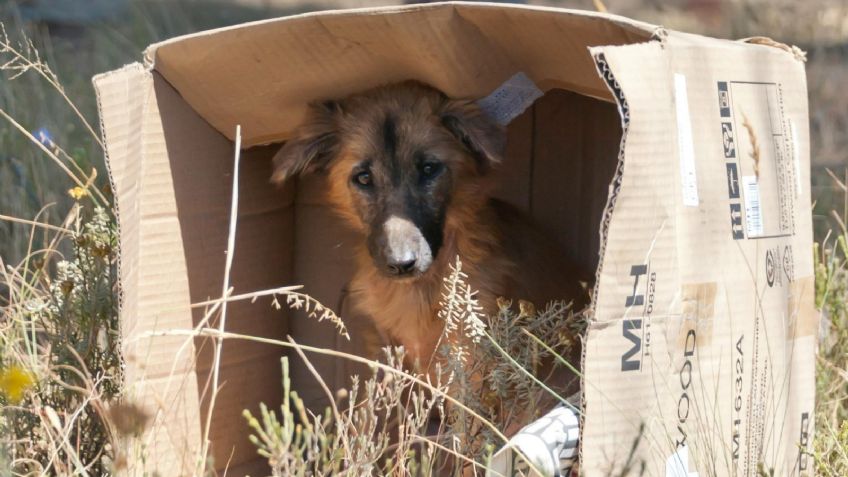 Ofrecen recompensa para localizar a perrita que habría sido víctima de la caza furtiva