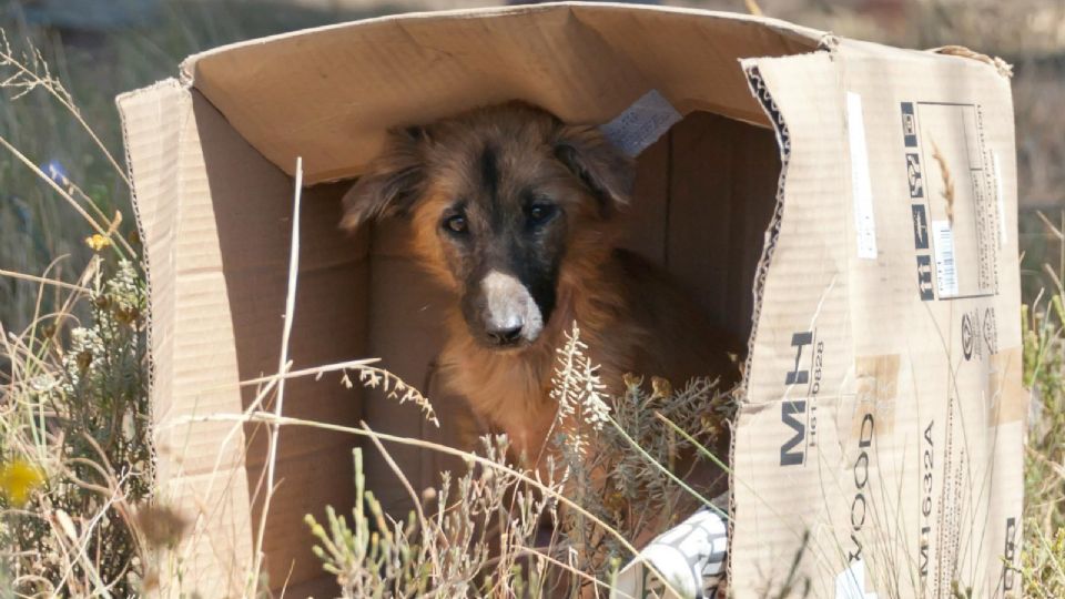 Vía redes sociales piden ayudad para dar con la perrita callejera.