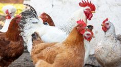 OPS monitorea influenza aviar H5N1; México no reporta casos en humanos