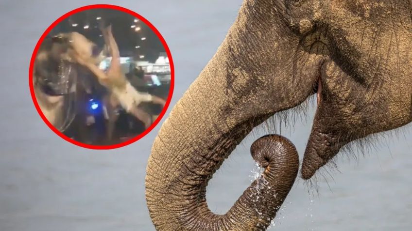 Elefante ataca a multitud y deja a 23 heridos en India | VIDEO