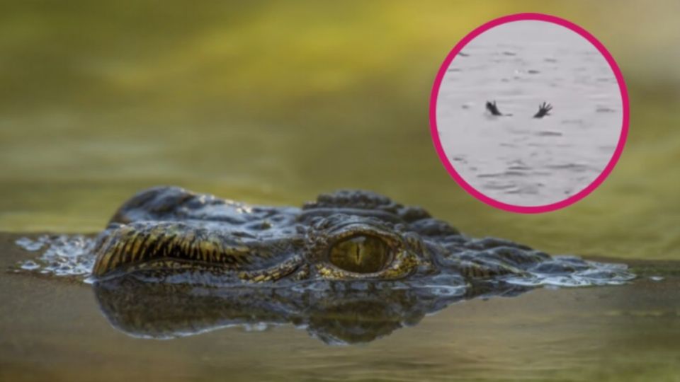 El video sorprendió a los nternautas debido a la astucia de los reptiles