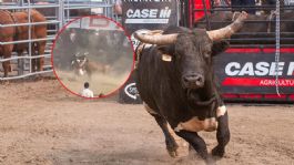 Foto que representa a IMÁGENES FUERTES: toro cornea a un joven de 26 años y muere en la corraleja de Zambrano