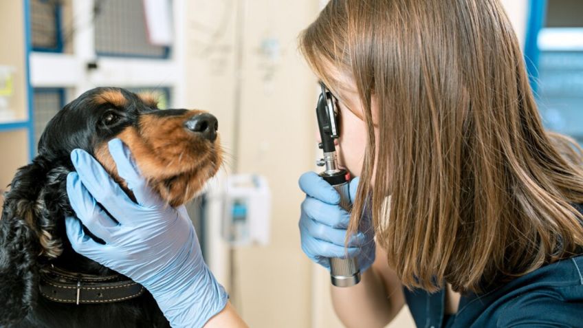 Etóloga lanza aviso sobre lo que se debe hacer si tu perro queda ciego de repente