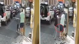 Foto que representa a Hombre apuñala a un perro husky en calles de la Ciudad de México; el ataque quedó grabado en VIDEO