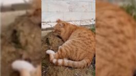 Foto que representa a Lealtad felina: gatito se aferra a la tumba de su dueño por siete años