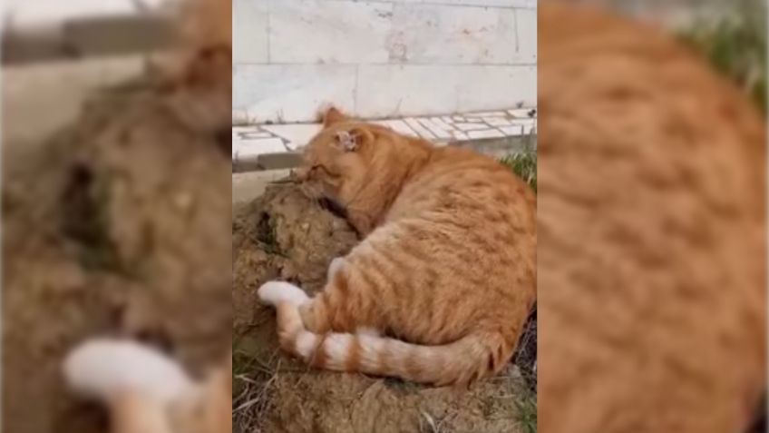 Lealtad felina: gatito se aferra a la tumba de su dueño por siete años