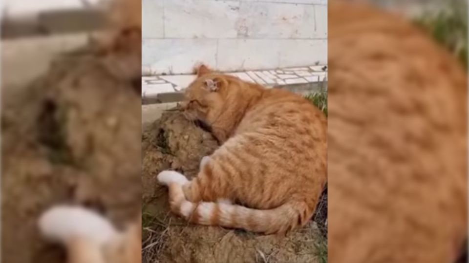 El gatito será adoptado por una familia de San Petersburgo.