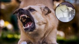 Foto que representa a Perro guardián frustra el robo de un ladrón en una casa de Puebla VIDEO