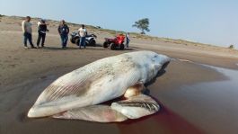 Foto que representa a Encuentran una ballena muerta de 5 toneladas en playa de Veracruz