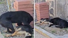 Foto que representa a Perrito intenta revivir a su amigo canino que murió envenenado | VIDEO