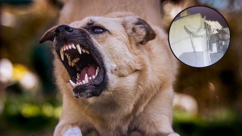 Perro guardián frustra el robo de un ladrón en una casa de Puebla VIDEO