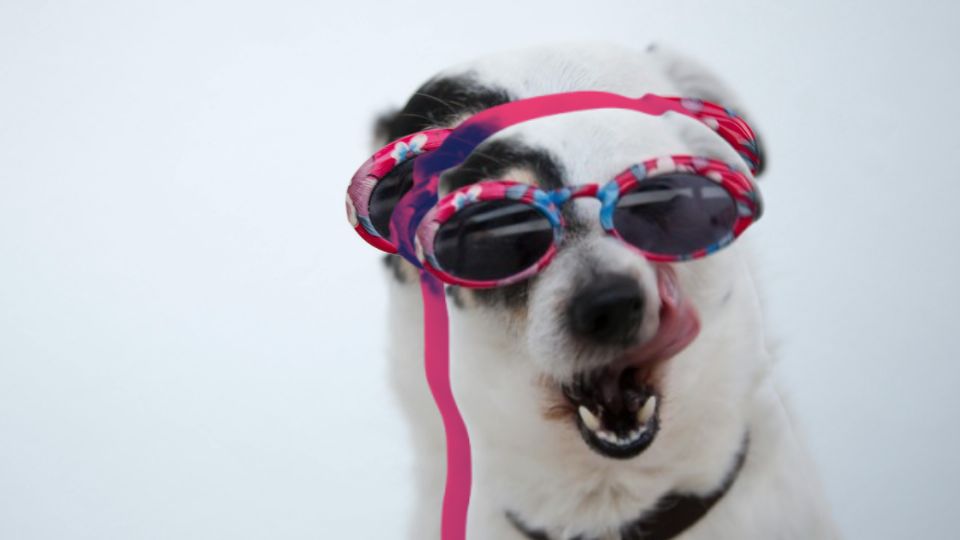 Las mascotas igual se ven afectadas por las olas de calor.