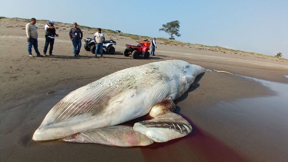 La presencia del cetáceo muerto fue reportada por pescadores y transeúntes.