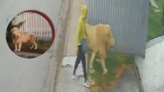 Graban a león paseando en calles de Ocoyoacac, Edomex | VIDEO