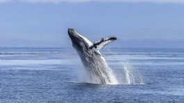 Foto que representa a VIDEO: el impactante momento en que una ballena jorobada se traga a un joven que viajaba en kayak