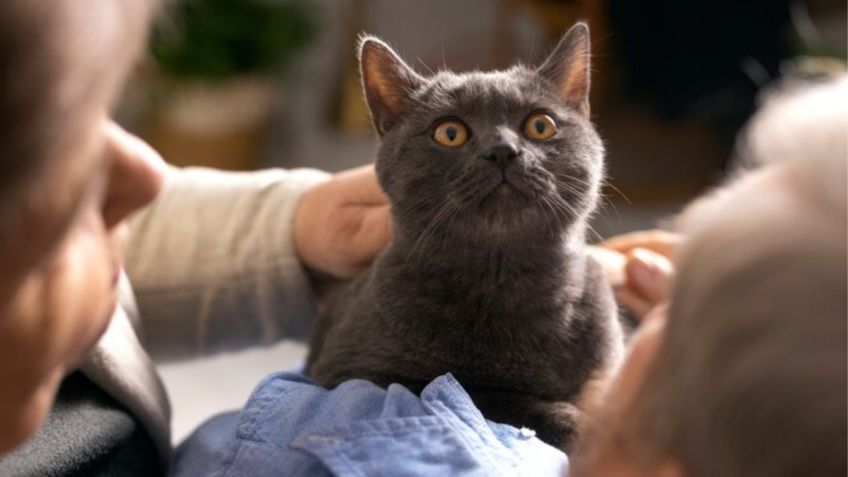 Estos son los sonidos que ningún humano puede oír, pero sí los gatos