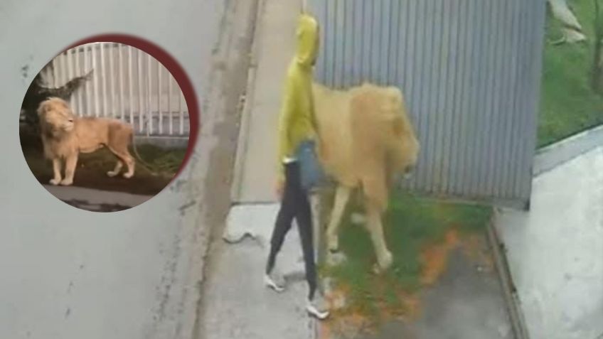 Graban a león paseando en calles de Ocoyoacac, Edomex | VIDEO