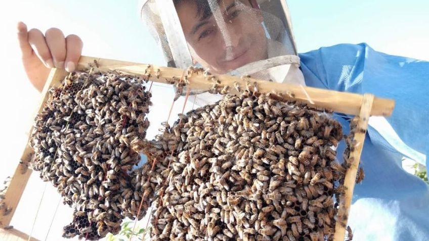 Conductor de Uber salva a más de 300,000 abejas en la CDMX