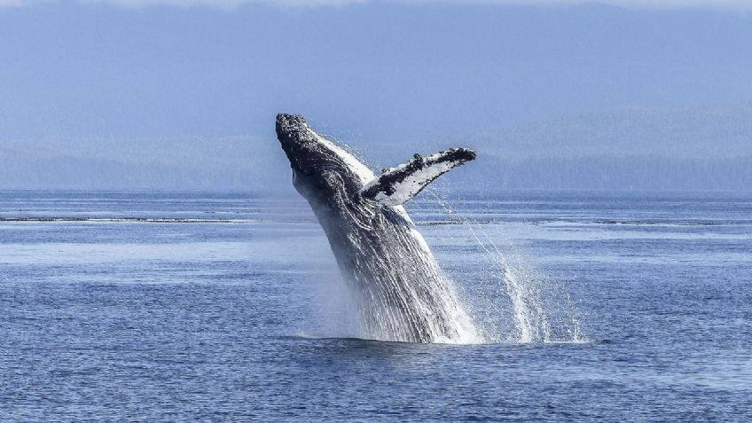 VIDEO: el impactante momento en que una ballena jorobada se traga a un joven que viajaba en kayak