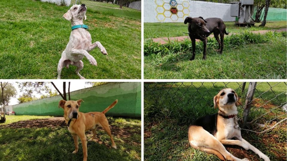 Los perritos están en buscan de una amistad este 14 de febrero