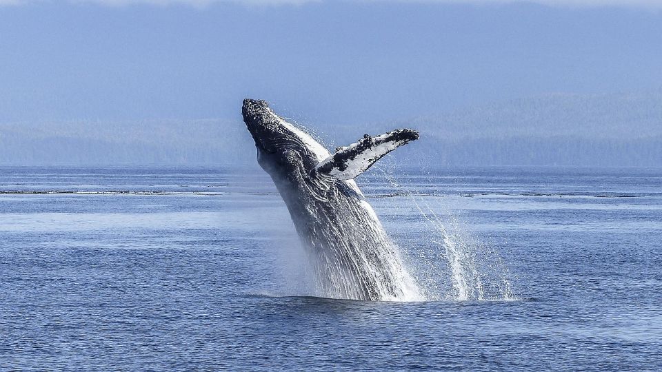 Especialistas señalan que es imposible que una ballena se coma a un ser humano