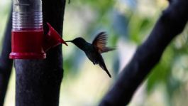 Foto que representa a Profepa y Semarnat piden no comprar colibríes para "amarres de amor" y denunciar su venta