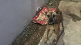 Foto que representa a Tampico podría desmantelar 4 refugios para perros y gatos por falta de cuidado a los animales