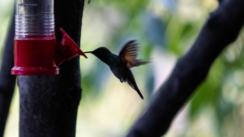 Profepa y Semarnat piden no comprar colibríes para "amarres de amor" y denunciar su venta