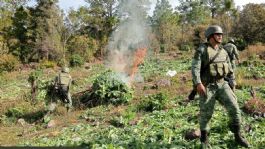 Foto que representa a Ejército y Fuerza Aérea Mexicanos destruyen 251 plantíos de amapola y mariguana