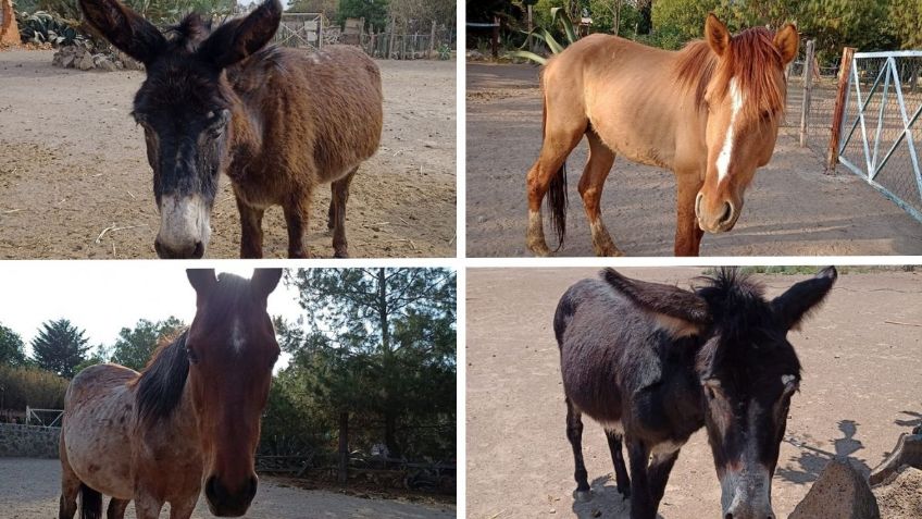 Burrolandia denuncia el robo de tres burritos y el caballo "Spirit" en su santuario; piden ayuda para localizarlos