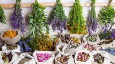 3 plantas que son antiinflamatorios naturales y puedes usar desde la comodidad de tu hogar