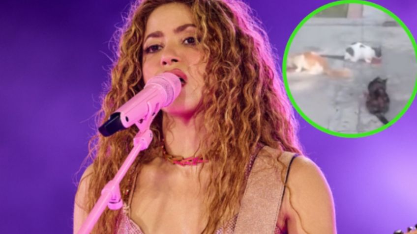 Relacionan a Shakira con la muerte de más de 100 gatos en Colombia