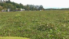 Lanzan ejidatarios de La Isleta de Tampico SOS por invasión de lirio acuático