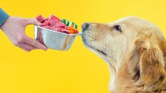 Expertos confirman la mejor comida natural para cocinarle a un perro