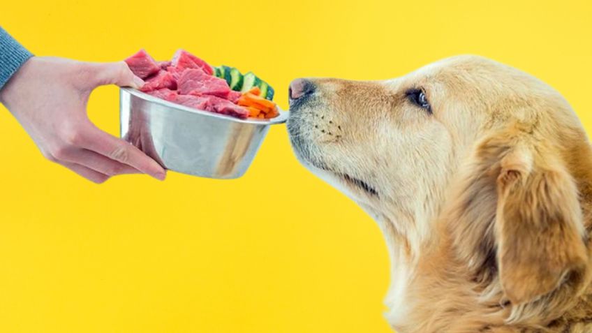 Expertos confirman la mejor comida natural para cocinarle a un perro