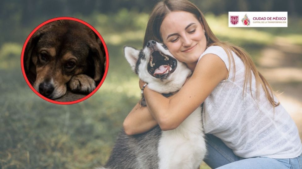 Habla por los que no tienen voz y denuncia cualquier tipo de maltrato animal en tu colonia.