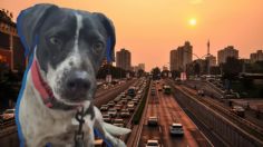 ¿Tienes multas de tránsito en CDMX? Así las puedes pagar al pasear perritos rescatados | Conoce todos los DETALLES