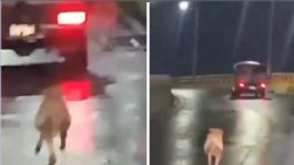 Foto que representa a Momento exacto en que un perro corre detrás de la camioneta de la que fue bajado para abandonarlo | VIDEO