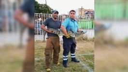 Foto que representa a Encuentran cocodrilo de 1.20 metros en un campo de fútbol en Tamaulipas; captura queda grabada en VIDEO