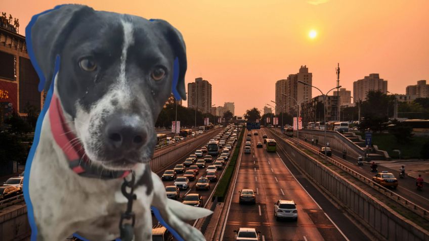 ¿Tienes multas de tránsito en CDMX? Así las puedes pagar al pasear perritos rescatados | Conoce todos los DETALLES