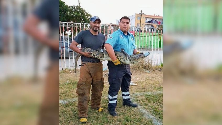 Encuentran cocodrilo de 1.20 metros en un campo de futbol en Tamaulipas; captura queda grabada en VIDEO