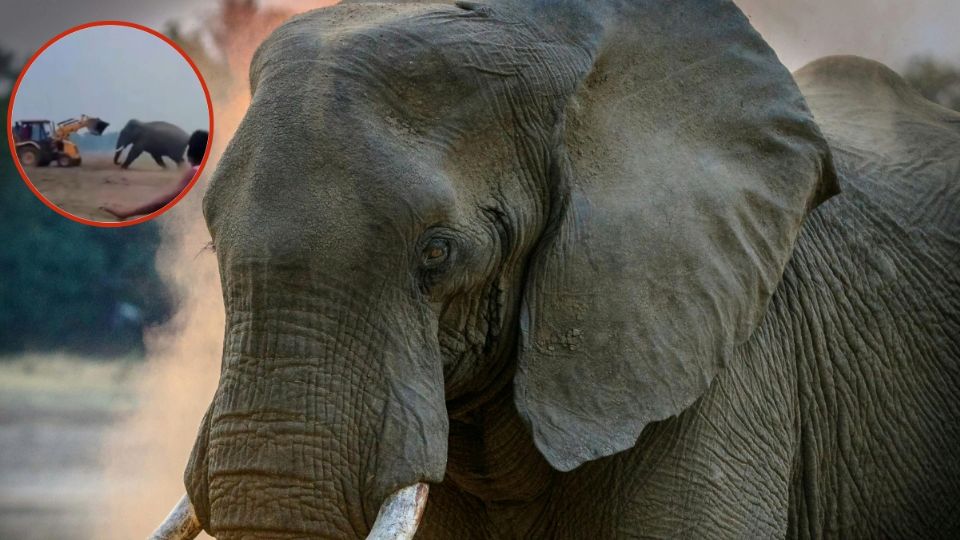 Un elefante en aparente estado de embriaguez causó caos en la ciudad de Jalpaiguri, en India.