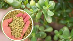 Coloca lentejas en tu árbol de jade para que estalle de flores este mes de febrero